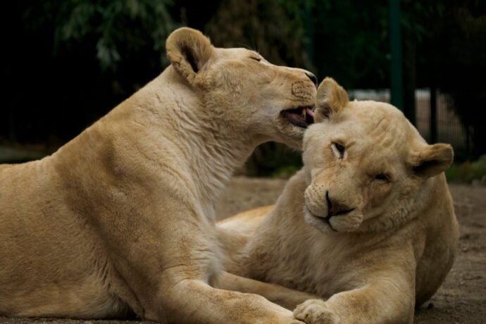 Lvy ve dvou poddruzích najdete pouze v Zoologické zahradě Dvorec