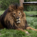 Lvy ve dvou poddruzích najdete pouze v Zoologické zahradě Dvorec