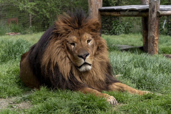Lvy ve dvou poddruzích najdete pouze v Zoologické zahradě Dvorec