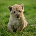 Lvy ve dvou poddruzích najdete pouze v Zoologické zahradě Dvorec