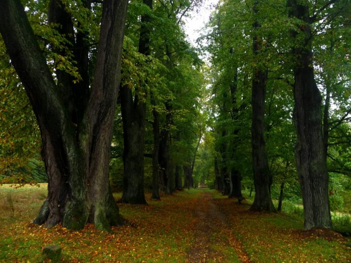 Památná alej ke studánce sv. Zdislavy. Foto © se svolením Jana Kučerová