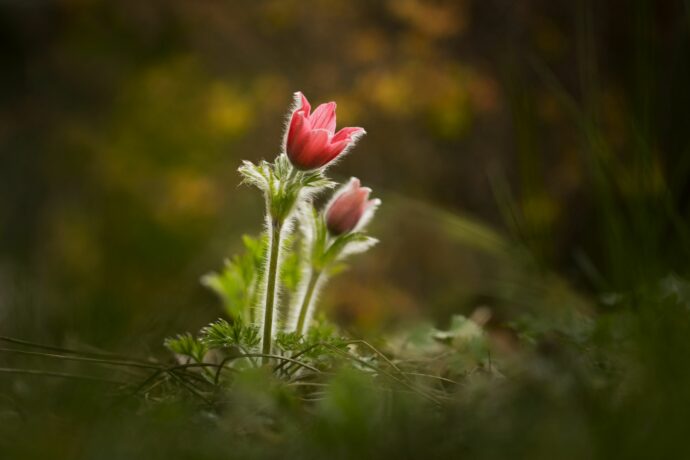 Výstava Czech Nature Photo se otevřela v botanické zahradě v Troji