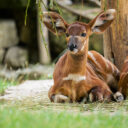 Zoo Praha