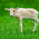 ZOO Praha