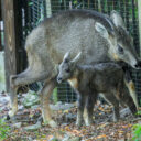 Zoo Praha - Mládě gorala sečuánského s matkou