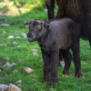 Zoo Praha