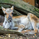 Zoo Praha - Mládě soba karelského