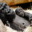 Zoo Praha © Archiv Zoo Praha