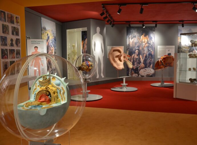 Foto: ©Muzeum dr. Aleše Hrdličky