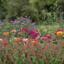 Nejlepší fotografie rostlinného světa v Botanické zahradě Praha