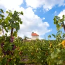 Botanická zahrada v Troji ožije Vinobraním na Vinici sv. Kláry
