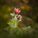 Nejlepší fotografie rostlinného světa v Botanické zahradě Praha