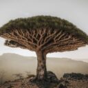 Nejlepší fotografie rostlinného světa v Botanické zahradě Praha