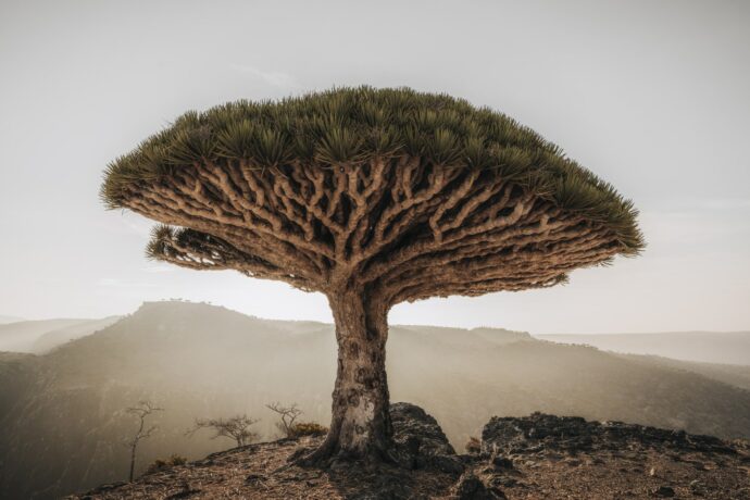 Nejlepší fotografie rostlinného světa v Botanické zahradě Praha