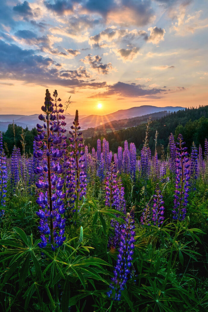 Nejlepší fotografie rostlinného světa v Botanické zahradě Praha