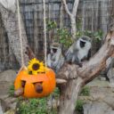Den zvířat – World Animal Day v Zoo Dvorec
