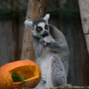 Den zvířat – World Animal Day v Zoo Dvorec