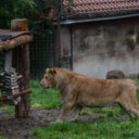 Den zvířat – World Animal Day v Zoo Dvorec