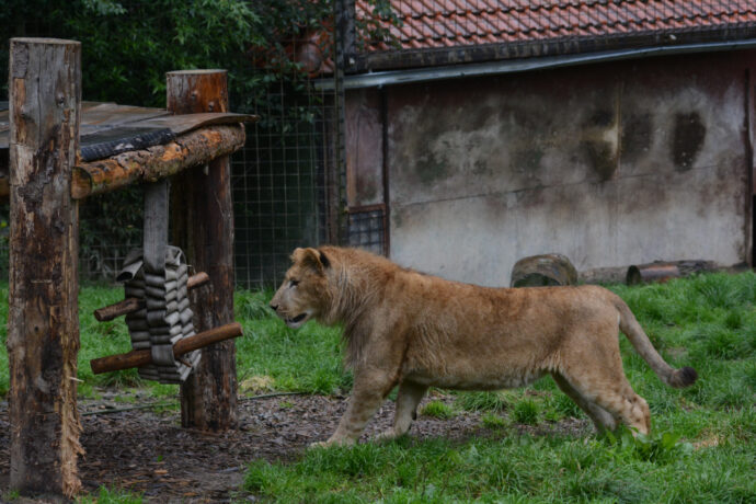 Foto: ©Zoo Dvorec