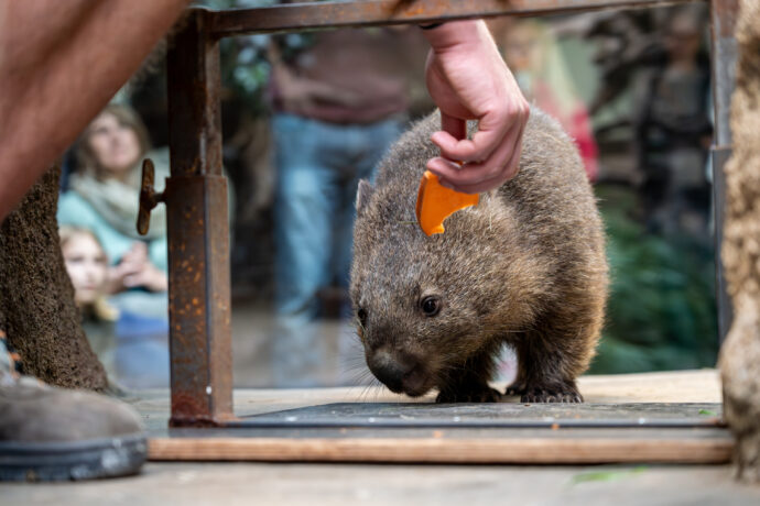 Batáty patří k nejoblíbenějším složkám jídelníčku vombatů v pražské zoo. Právě na tuto pochoutku láká chovatel David Vala samici Winkleigh k veterinárnímu tréninku. Foto Oliver Le Que, Zoo Praha