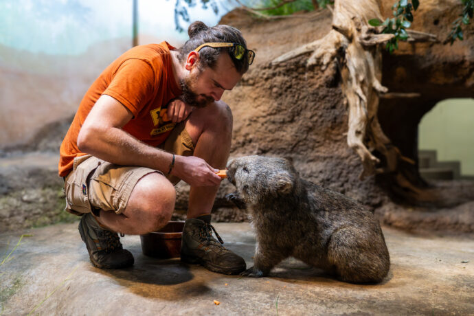 Světový den vombatů oslaví pražská zoo už tento týden, v neděli 22. října. Chovatelé připravili pro návštěvníky hned dvě komentovaná krmení samce Coopera (na snímku) a samice Winkleigh. Foto Oliver Le Que, Zoo Praha
