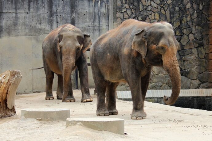 Zoologická zahrada v Liberci. Foto: © pixabay.com