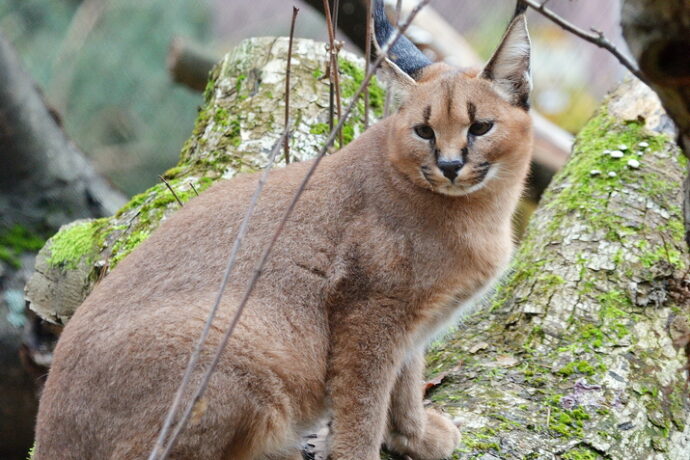 V děčínské zoo se zabydluje pouštní rys karakal