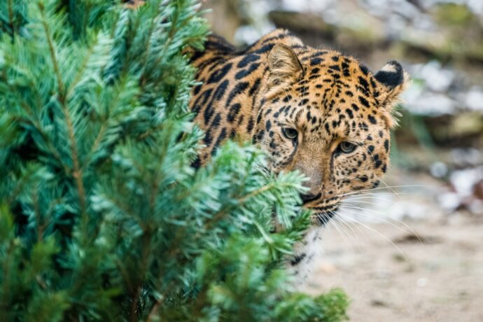 Děti do 15 let mají 24.–26. prosince vstup do zoo za symbolickou 1 Kč