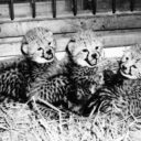 Pražská zoo chová gepardy od roku 1933, první mláďata se podařilo odchovat v roce 1972. Samice Brita se tehdy hned napoprvé projevila jako vzorná matka a v průběhu let porodila celkem 27 potomků. Foto Zdeněk Veselovský, Zoo Praha