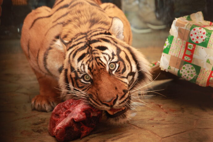 Štědrý den_tygr sumaterský1_Foto Eduard Stuchlík, Zoo Brno