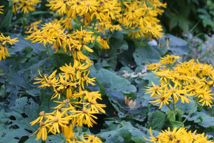 Arboretum Bílá Lhota skrývá poklady z celého světa