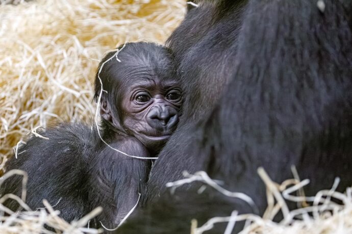 Gorilka ze Zoo Praha. Foto: ©Miroslav Bobek, Zoo Praha