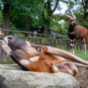 Bongo horský. Zoo Praha. Foto: ©Miroslav Bobek