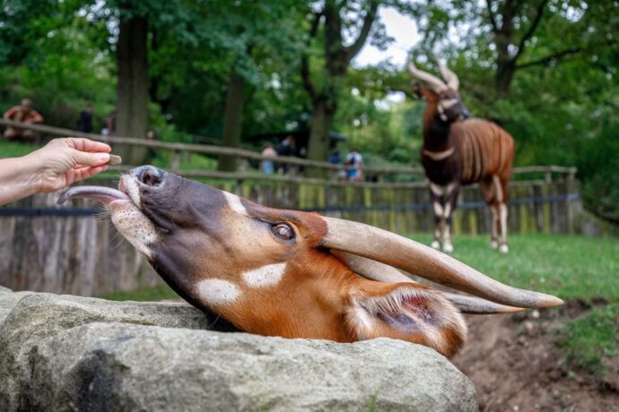 Bongo horský. Zoo Praha. Foto: ©Miroslav Bobek