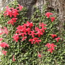 Chile Asteranthera z čeledi Gesneriaceae. Foto © Botanická zahrada