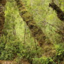 Chile valdiviánský les je velmi vlhký. Foto © Botanická zahrada