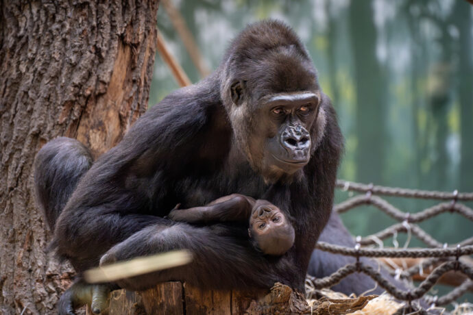 Zoo Praha se rozhodla oslovit děti z oblasti skutečné Biosférické rezervace Dja ve středoafrickém Kamerunu, které se zúčastnily projektu Toulavý autobus, aby přišly s návrhy jmen pro gorilí samičku. Z nich pak bude finální jméno vybírat veřejnost. Foto: ©Oliver Le Que, Zoo Praha
