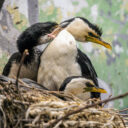 Kormorán černobílý: Rekordní odchov letos Zoo Praha zaznamenala u kormoránů černobílých. Obyvatelé Darwinova kráteru v tomto roce vyseděli hned patnáct mláďat. Ojedinělá hnízdní sezóna dává naději k udržení tohoto atraktivního druhu v evropských zoologických zahradách. Za zmínku stojí, že pražské hejno je vůbec nejpočetnější v lidské péči na světě. Foto Petr Hamerník, Zoo Praha