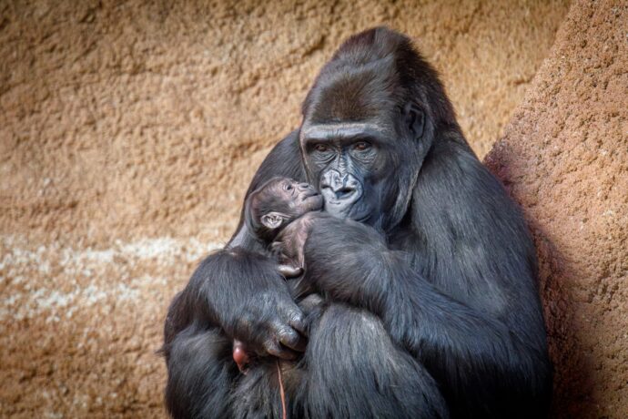 První fotografie Duni s mládětem. Foto Miroslav Bobek, Zoo Praha