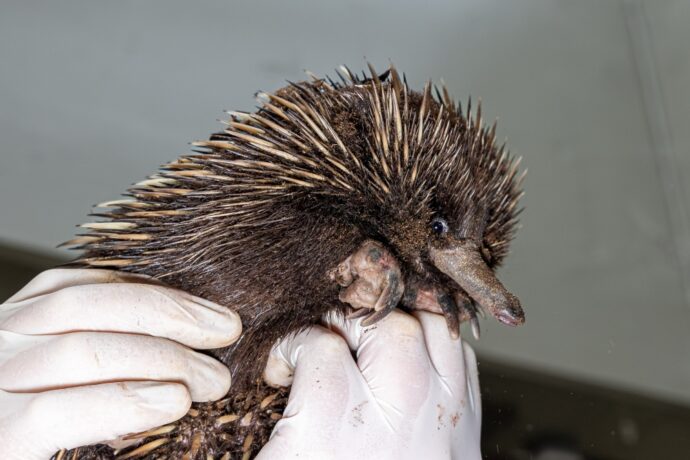 Mládě ježury australské. Zoo Praha. Foto: ©Miroslav Bobek