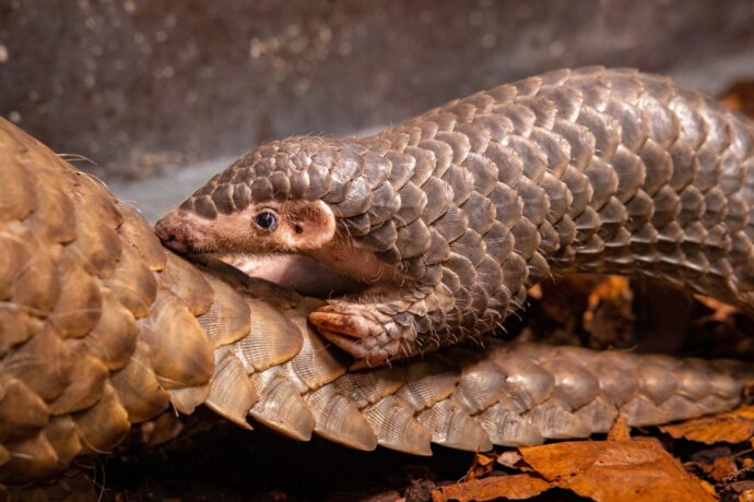 Mladá samička luskouna krátkoocasého. Zoo Praha. Foto: ©Miroslav Bobek