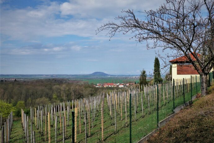 Mělník město vína – WINEFEST 2008