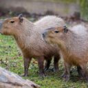 Kapybary. Zoo Praha. Foto: ©Miroslav Bobek