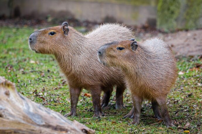 Kapybary. Zoo Praha. Foto: ©Miroslav Bobek