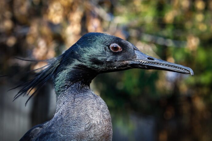 Morčák paranský. Zoo Praha. Foto: ©Miroslav Bobek