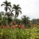 Singapur Heliconia Walk. Foto © Botanická zahrada