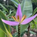 Singapur Musa ornata. Foto © Botanická zahrada