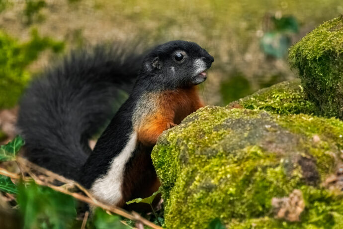 Zoo Děčín. Foto © Zoo Děčín