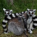 Foto: ©Zoo Dvorec