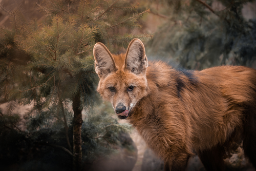 Zoo Brno se pyšní přírůstky trojčat vlků hřivnatých